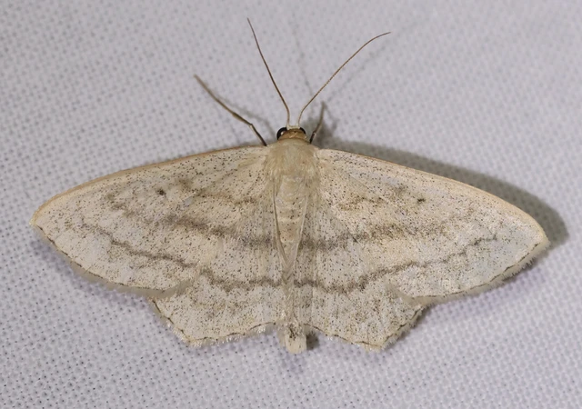 Scopula nigropunctata - feketepettyes araszoló