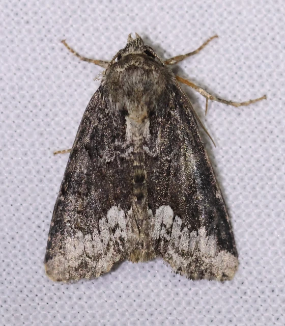 Oligia strigilis - kormos dudvabagoly