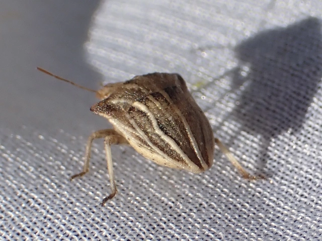 Ancyrosoma leucogrammes - vállas poloska Ancyrosoma leucogrammes - vállas poloska