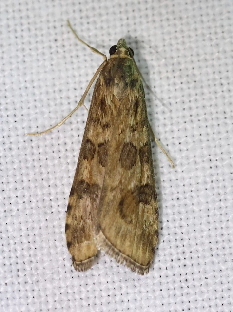 Nomophila noctuella - közönséges vándormoly