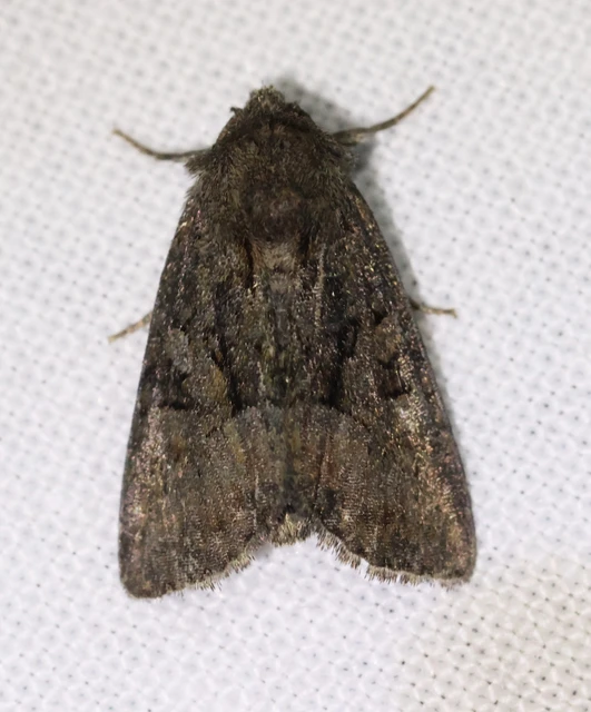 Oligia strigilis/latruncula/versicolor