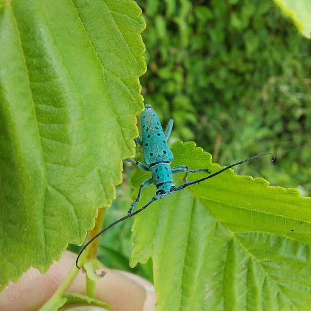 Saperda punctata - pettyes szilcincér Saperda punctata - pettyes szilcincér