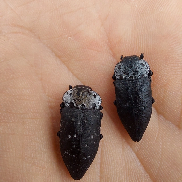 Capnodis tenebrionis - kökény-tükrösdíszbogár