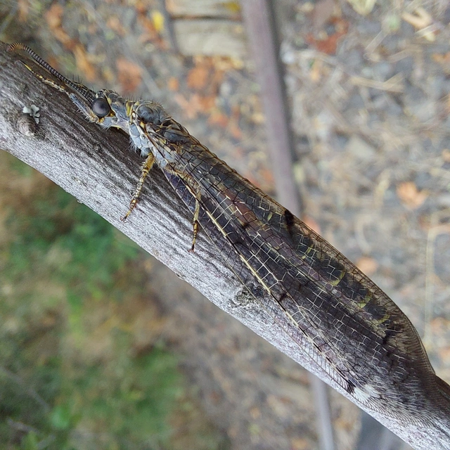 Distoleon tetragrammicus - négyfoltos hangyaleső