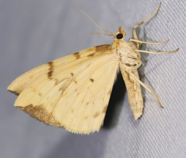 Eulithis pyraliata - sárga galajaraszoló
