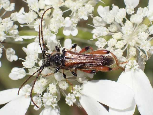 Stenopterus rufus - tarkacsápú keskenyfedőscincér
