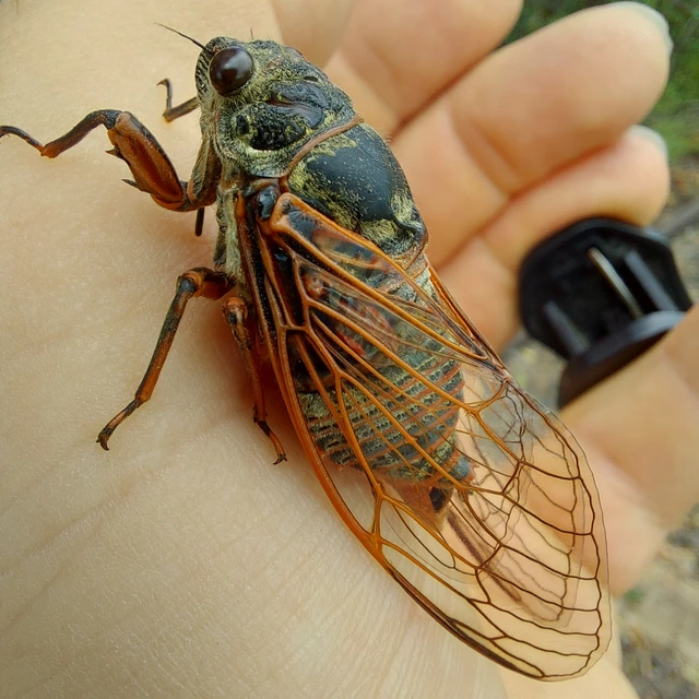 Tibicina haematodes - óriás-énekeskabóca