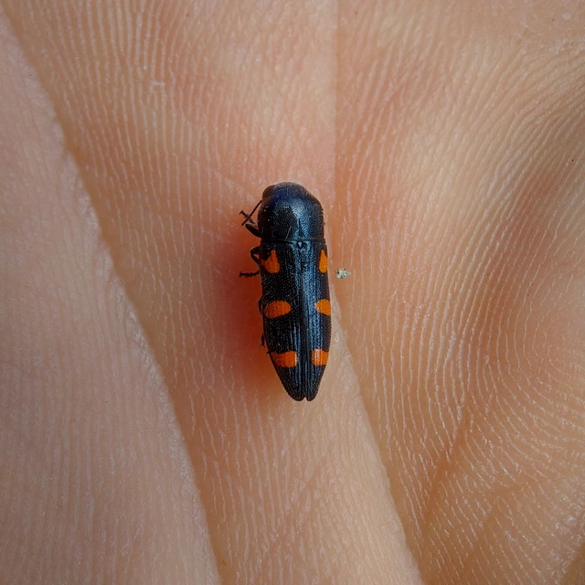 Ptosima undecimmaculata - sárgafoltos díszbogár