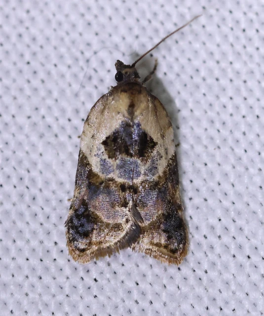 Acleris variegana - tarka levélmoly