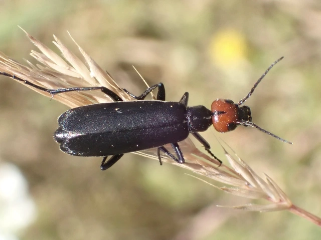 Epicauta rufidorsum - hollóbogár