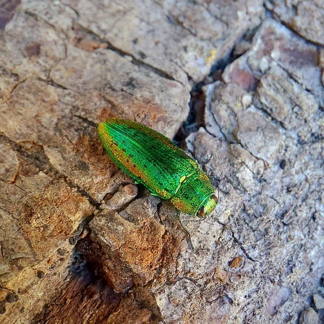 Lamprodila rutilans - hársfa-tarkadíszbogár Lamprodila rutilans - hársfa-tarkadíszbogár