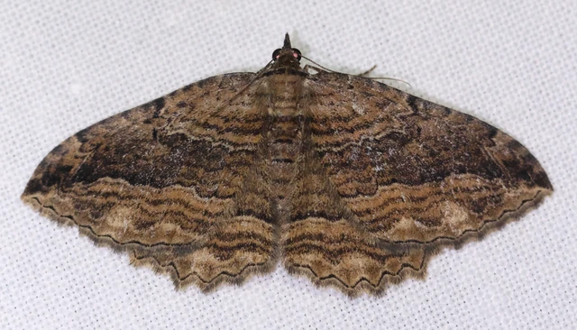 Philereme transversata - varjútövis-araszoló