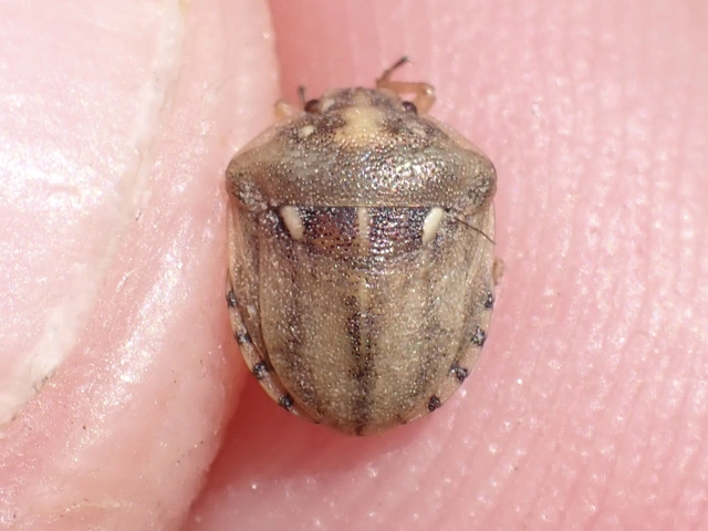 Derula flavoguttata Derula flavoguttata