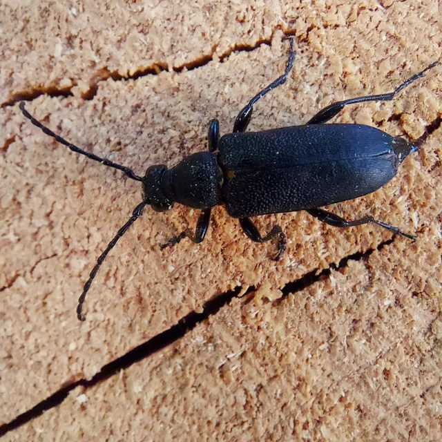 Stictoleptura scutellata - hegyi virágcincér