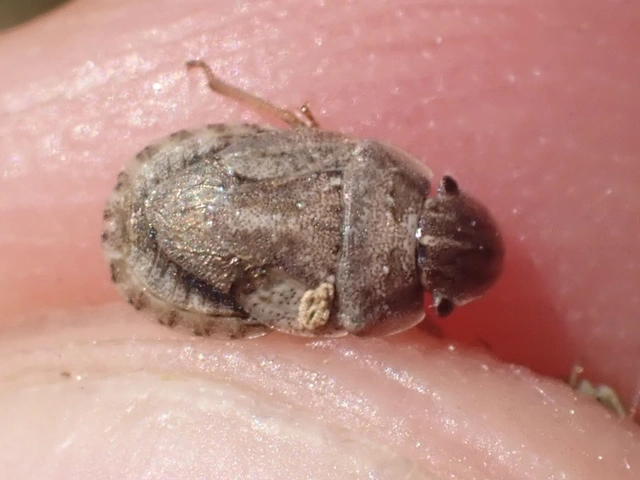 Sciocoris Sciocoris