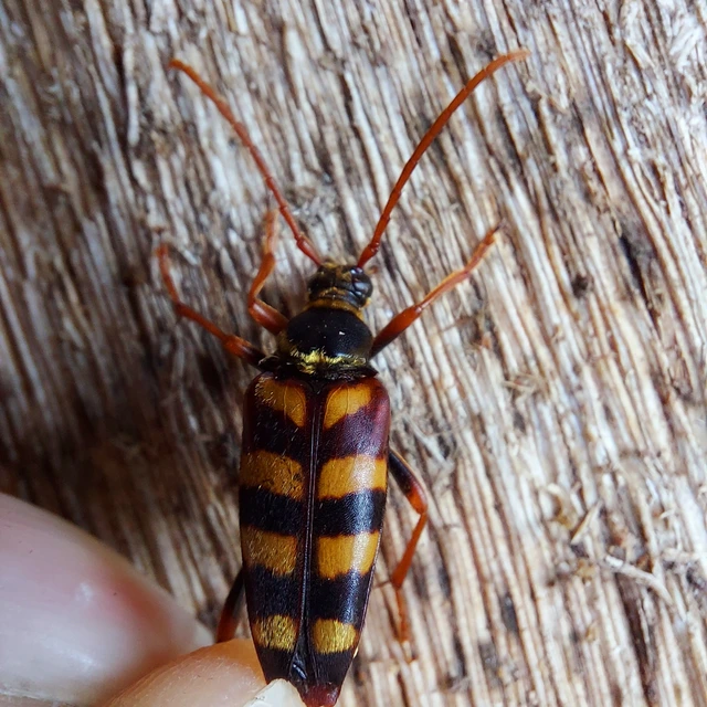 Leptura aurulenta - sárgaszőrű szalagoscincér