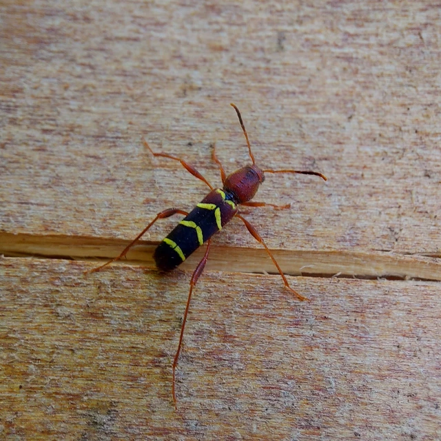 Neoclytus acuminatus - amerikai darázscincér