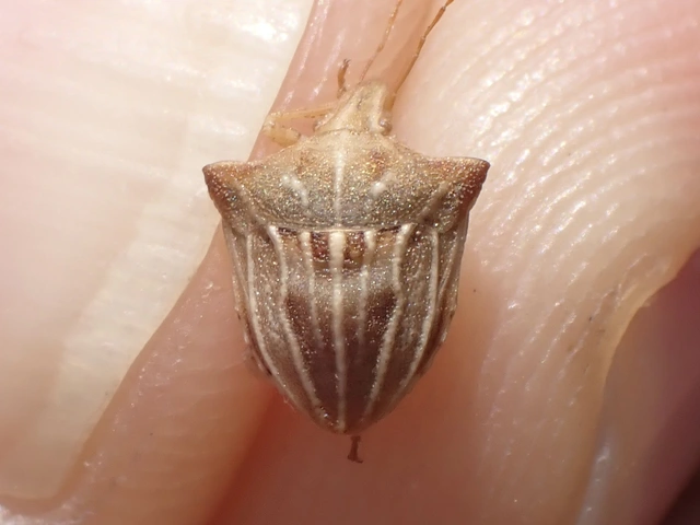 Ancyrosoma leucogrammes - vállas poloska Ancyrosoma leucogrammes - vállas poloska
