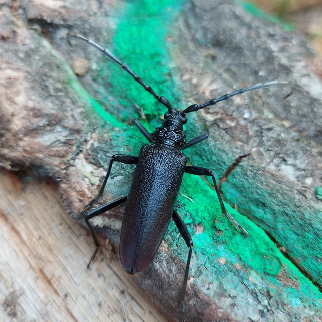Cerambyx cerdo - nagy hőscincér