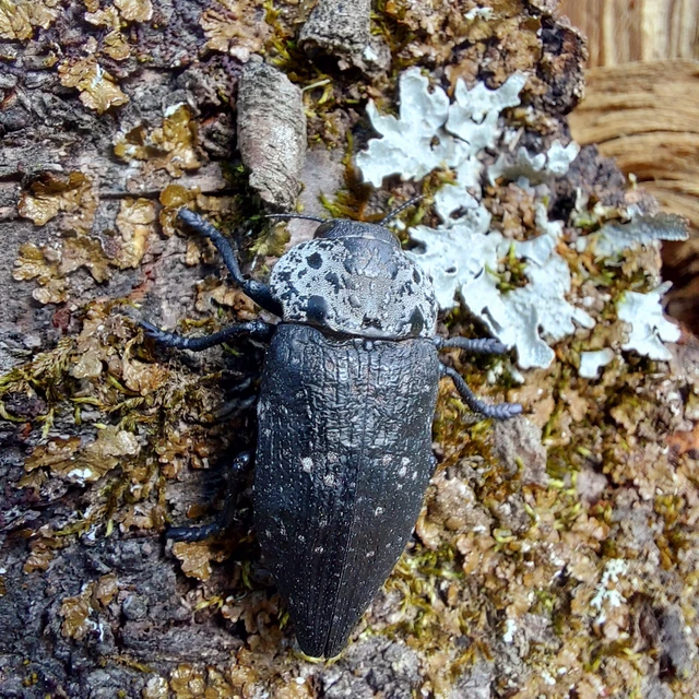 Capnodis tenebrionis - kökény-tükrösdíszbogár
