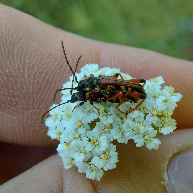 Stenopterus rufus - tarkacsápú keskenyfedőscincér
