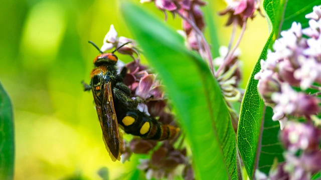 Megascolia maculata - óriás-tőrösdarázs