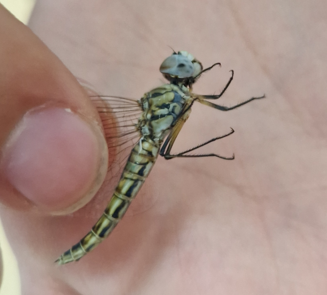 Selysiothemis nigra - vándor árnyszitakötő