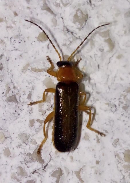 Cantharis nigra