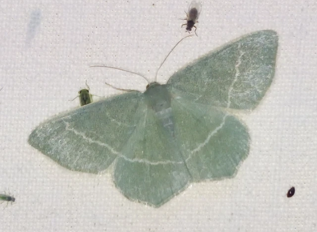 Chlorissa viridata/cloraria