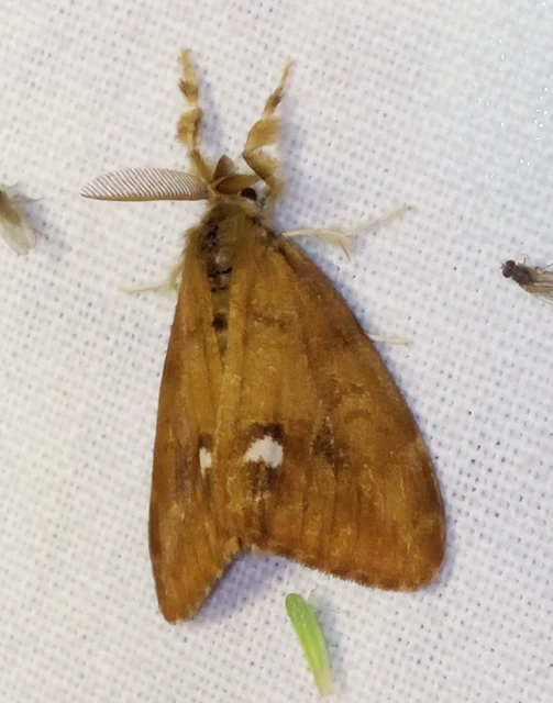 Orgyia antiqua - rozsdabarna kisszövő
