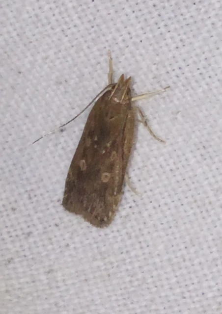 Helcystogramma