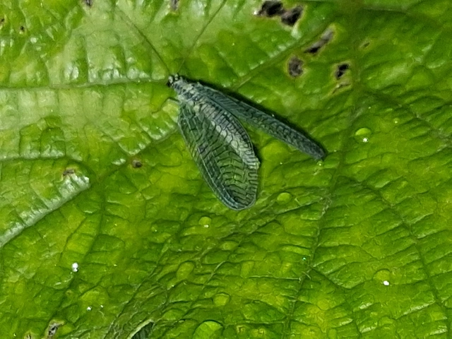 Chrysopa