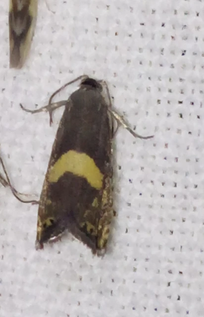 Dichrorampha