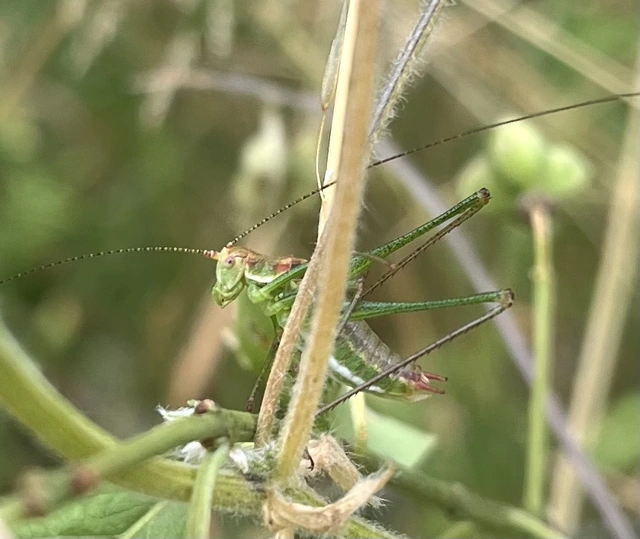 Leptophyes albovittata - közönséges virágszöcske