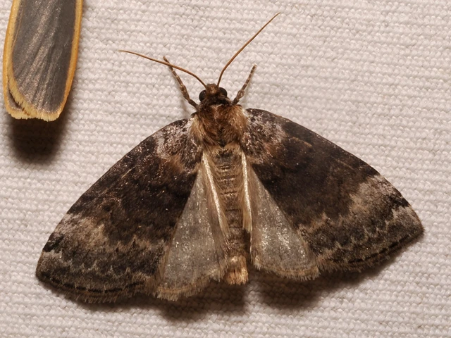 Tetheella fluctuosa - nyírfa-pihésszövő