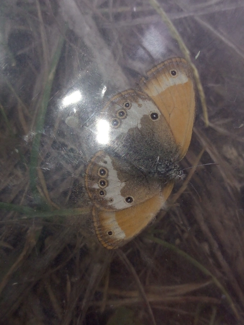 Coenonympha arcania - fehéröves szénalepke