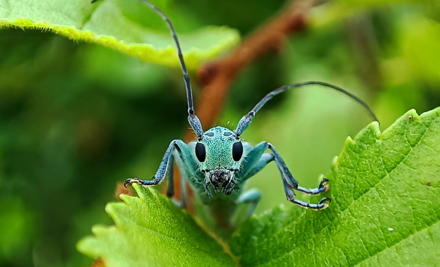 Saperda punctata - pettyes szilcincér Saperda punctata - pettyes szilcincér