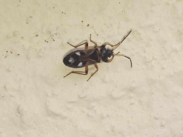 Raglius alboacuminatus - tarka díszesbodobács