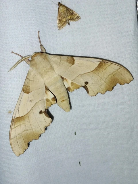Marumba quercus - tölgyfaszender