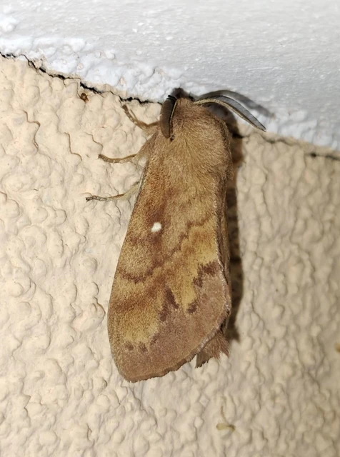 Dendrolimus pini - fenyőpohók