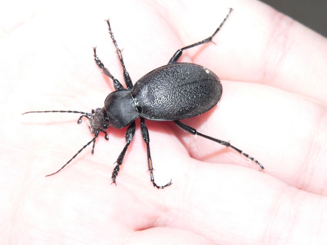 Carabus coriaceus - bőrfutrinka
