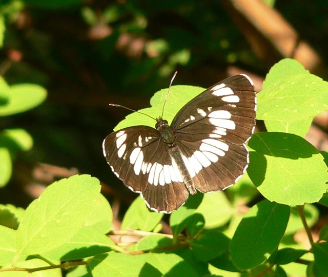 Neptis rivularis - nagy fehérsávoslepke