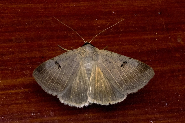 Lygephila craccae - gyakori csüdfűbagoly