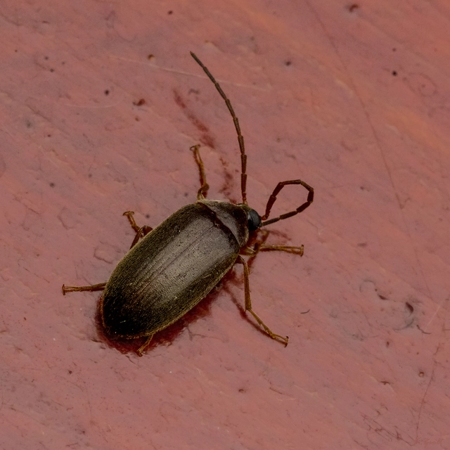 Hymenalia rufipes - rőtlábú alkonybogár