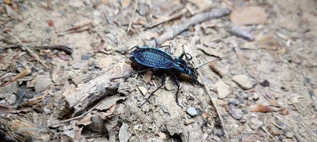 Carabus intricatus - kék laposfutrinka