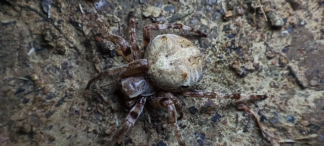 Araneus circe/angulatus