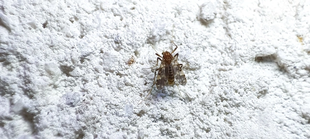 Diptera - Kétszárnyúak