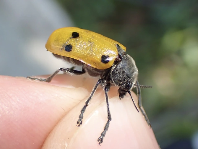Lachnaia sexpunctata - szőrösnyakú zsákhordóbogár