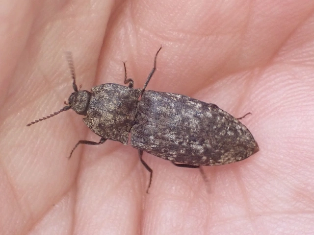 Agrypnus murinus - egérszínű pikkelyespattanó