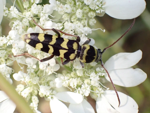 Echinocerus floralis - lucerna-darázscincér